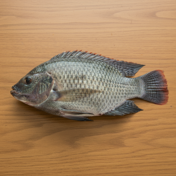 Tilapia Fish – 1 KG